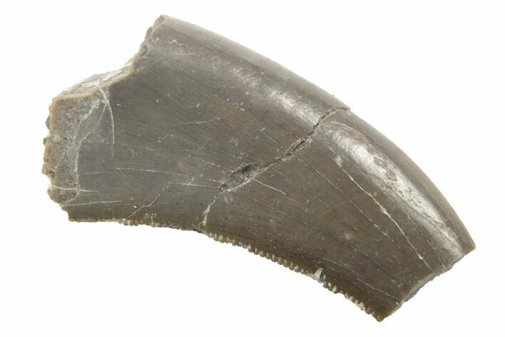 Partial, Megalosaurid (Marshosaurus) Tooth - Colorado #222492